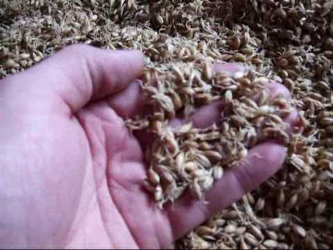 Making Malt at home. (Malted Barley) The Malting