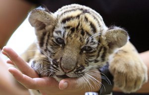 Thai veterinarian Phimchanok Srongmongkul holds a baby tiger cub after feeding at the Wildlife Health Unit at the Department of National Parks in Bngkok Thailand on Friday, Aug. 27, 2010.