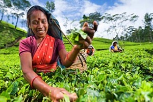 Tamil pickers collecting tea leaves on plantation in the nilgiri hills, tamil nadu, india.