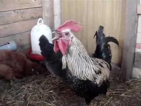 Death Metal Rooster