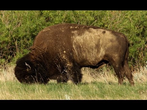 The Plan to Create a Giant, Privately Funded Nature Reserve by Selling Beef