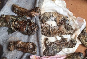 In this photo released by the Department of National Parks, Wildlife and Plant Conservation, the remains of tiger cubs and a bear are laid out at the "Tiger Temple" in Saiyok district in Kanchanaburi province, west of Bangkok, Thailand, Wednesday, June 1, 2016.