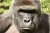 Harambe was shot after a young boy entered his enclosure at Cincinnati Zoo. 