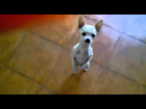 Hot Salsa by Chihuahua  - Chihuahua dança