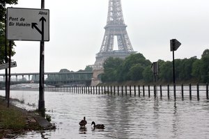 Ducks swim on the overflowing embankments of Paris, Wednesday, June 1, 2016.