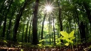 Blick in einen Wald. Durch die Baumkronen dringen Sonnenstrahlen.  (picture-alliance / dpa / Foto: Julian Stratenschulte)