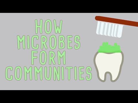 The microbial jungles all over the place (and you) - Scott Chimileski and Roberto Kolter