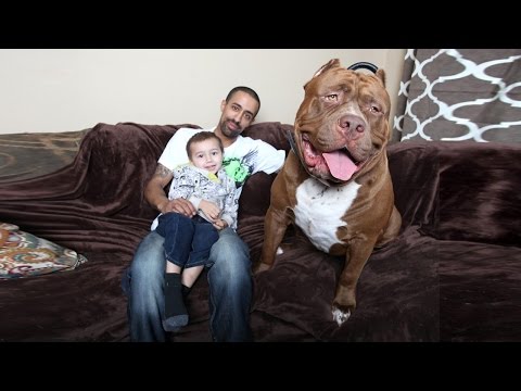 Meet 'Hulk': The Giant 175lb Family Pit Bull