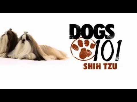 Shih Tzu - Dogs 101