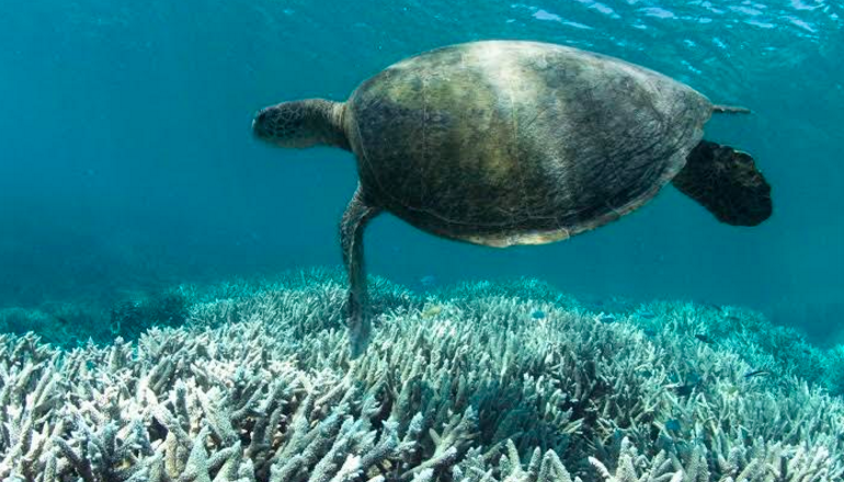 The Great Barrier Reef is dying. Can you chip in to help us save it?