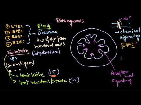 Escherichia coli pathogenesis