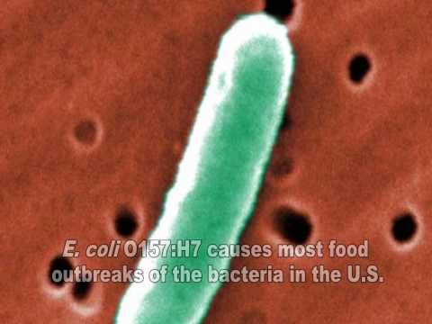 E.  coli  Video