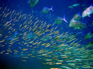 File - Schooling predator bluefin trevally size up schooling anchovies in Moofushi Kandu, Maldives.