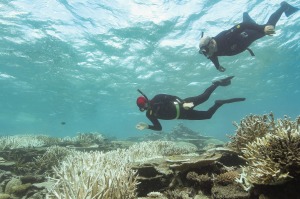 Three-quarters of the Barrier Reef is alive, says the Great Barrier Reef Marine Park Authority.