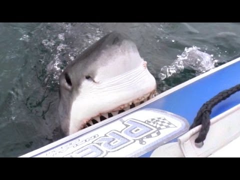 Great White Shark Attacks Inflatable Boat! (Exclusive Video)