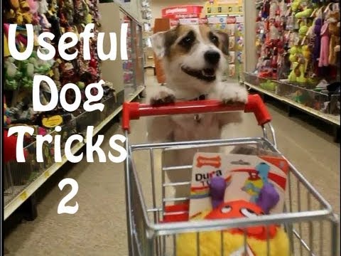 Useful Dog Tricks 2 performed by Jesse the Jack Russell Terrier