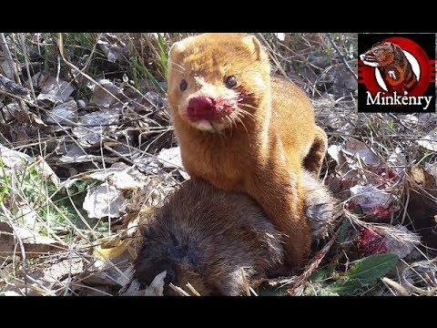 From Farm Mink to Top Predator