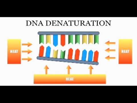 DNA Sequencing: The Chain Termination Method (Sanger Method)