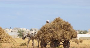 A family member working on the land in Khuzaa