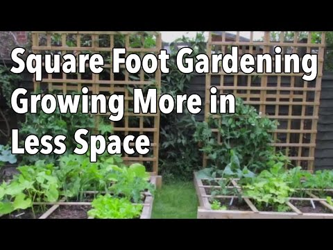 Square Foot Gardening (SFG): Growing More in Less Space