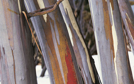 Snow gums in Mount Buller