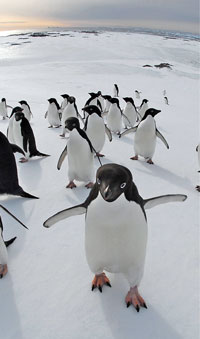 Penguins in Antarctica