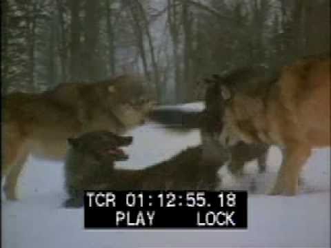 Wolf Pack - Wolves - Wolves Fighting - Best Shot Footage - Stock Footage