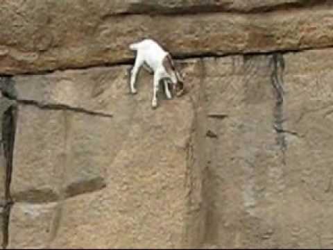 Amazing Goat On Vertical Face Of Arjuna's Penance