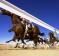 The field rounds the bend onto the final straight in the Birdsville Cup.  