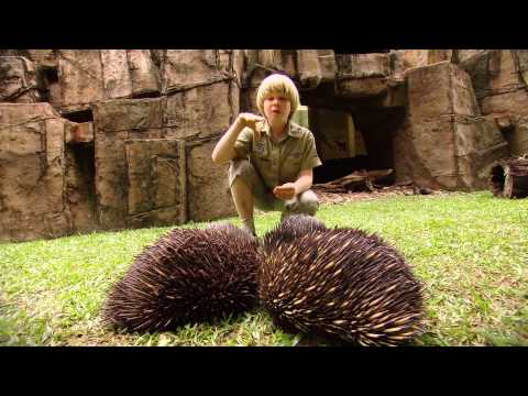 Robert Irwin's Australia Zoo tour