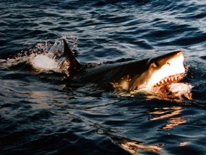 File - A great white shark at Isla Guadalupe, Mexico. The great white is one of a few sharks known to have fatally attacked humans.