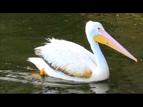 American White Pelican