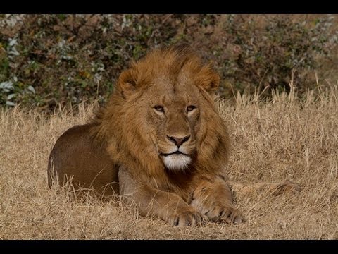 19-day Kenya and Tanzania African Wildlife Safari (2013)