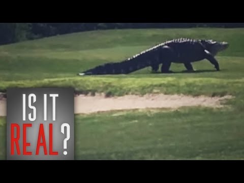 IS IT REAL?- Giant Gator Walks Across Florida Golf Course | Real Or Fake?