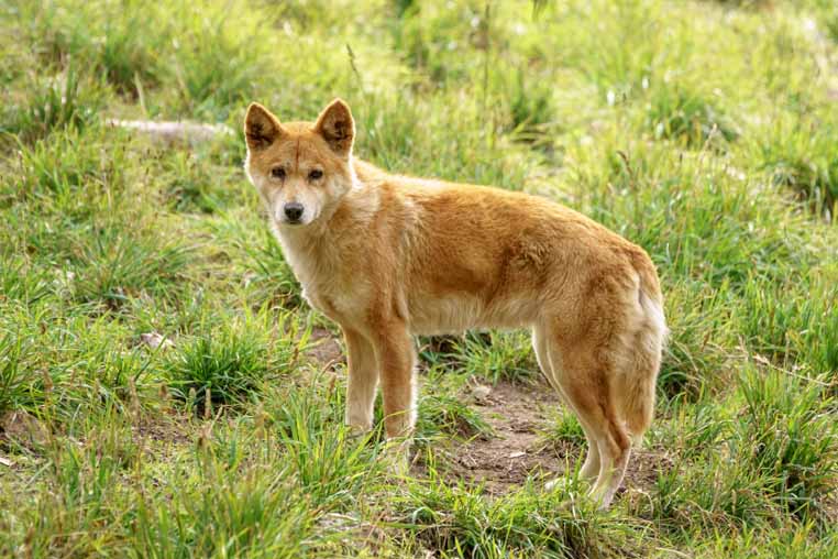 There are fears that using dingoes to get rid of pests such as foxes will have an adverse affect on native species.