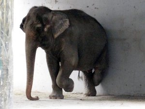 An elephant stands on his right legs, with his back against the wall, and trunk reaching the floor.