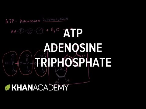 ATP: Adenosine triphosphate | Energy and enzymes | Biology | Khan Academy