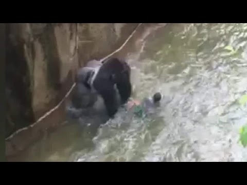 Gorilla drags 3-year-old in shocking video