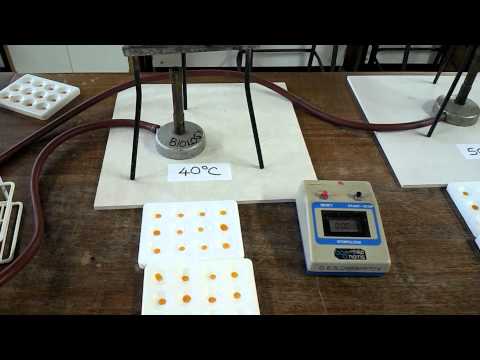 Effect of temperature on digestion of starch by amylase