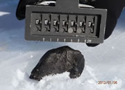 hunting meteorites in Antarctica