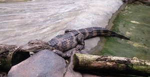 Chinese alligator on exhibition