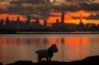 Toby the dog watches the sunrise from Williamstown