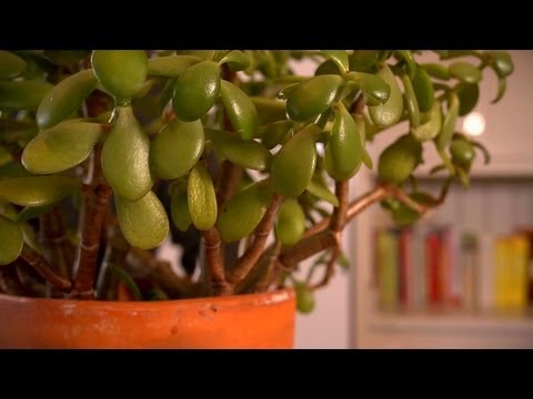 Propagating Jade Plants | At Home With P. Allen Smith