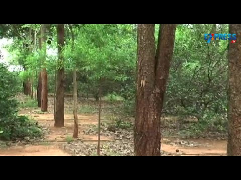 Success story of Red Sandalwood and Sandalwood Farming - Paadi Pantalu