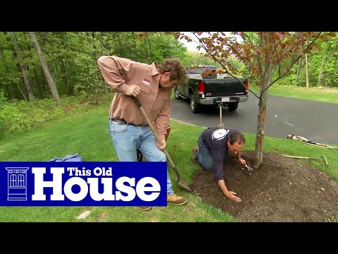 How to Properly Mulch Around a Tree | This Old House