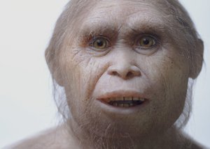 This 2015 picture provided by Kinez Riza shows a reconstruction model of Homo floresiensis by Atelier Elisabeth Daynes at Sangiran Museum and the Early Man Site. In a paper released Wednesday, June 8, 2016,