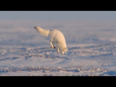 Young Fox Hunting In The Snow - Life Story - BBC