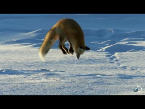 Fox Dives Headfirst Into Snow | North America