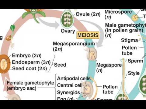 Angiosperm Life Cycle