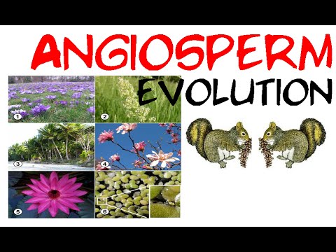 Angiosperm evolution